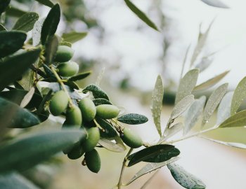 ejemplo de olivo en envero
