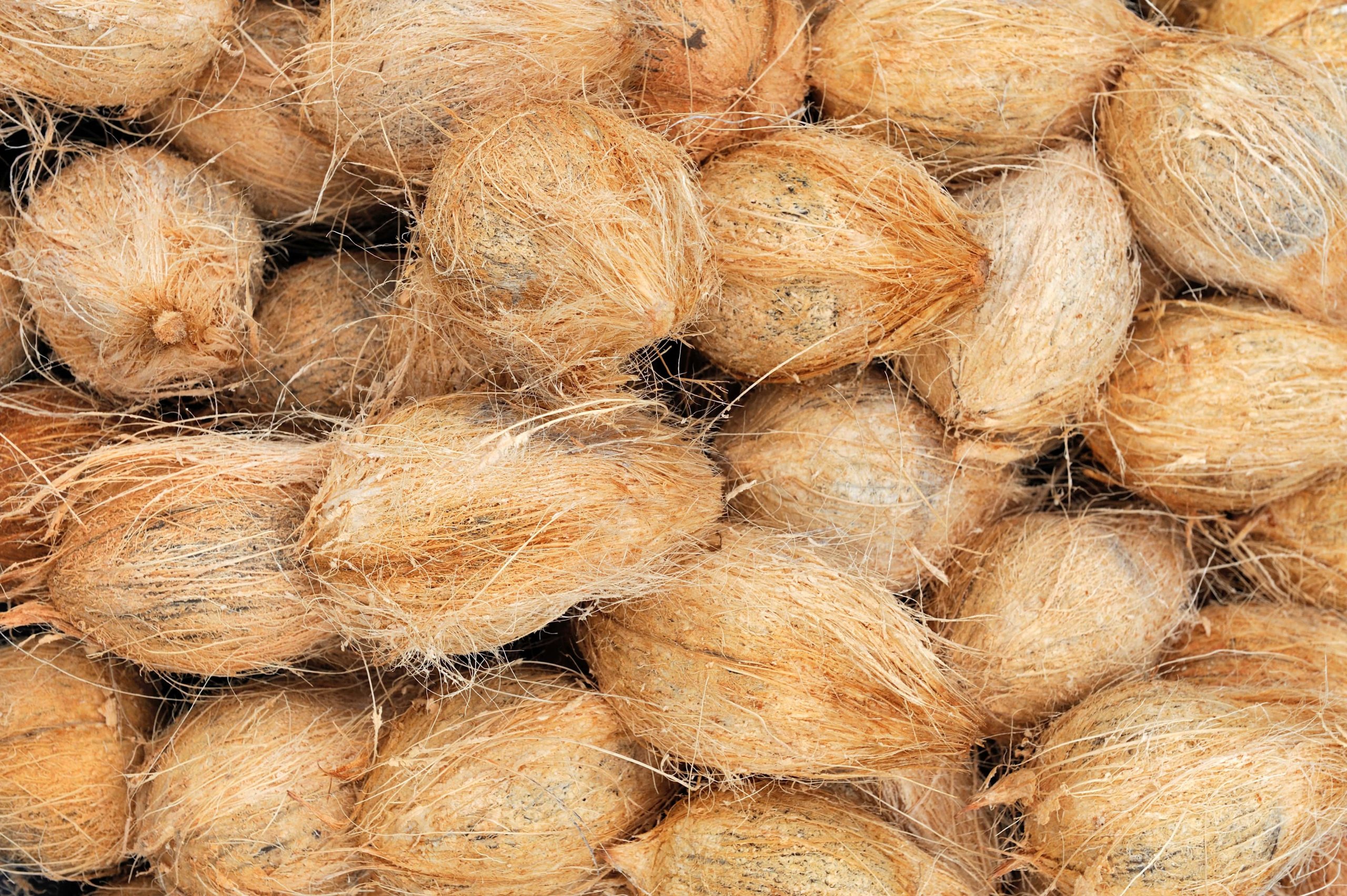 Behaviour of on coconut fibre Herogra Herogra